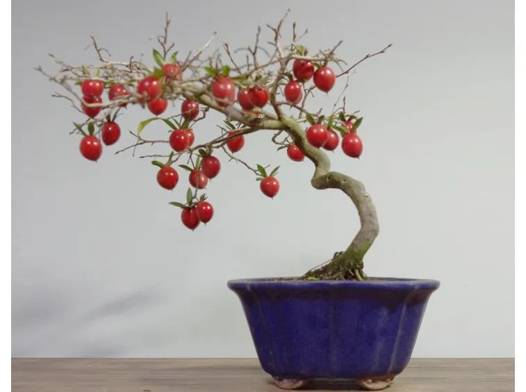 Pianta di kaki lavorata a bonsai