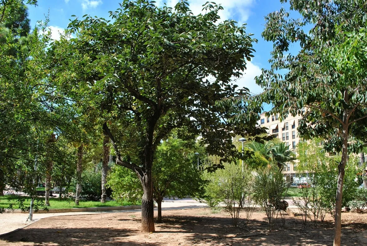 Un esemplare di Diospyros kaki