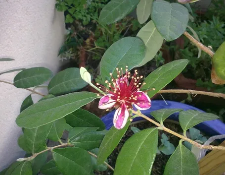 Feijoa fiore