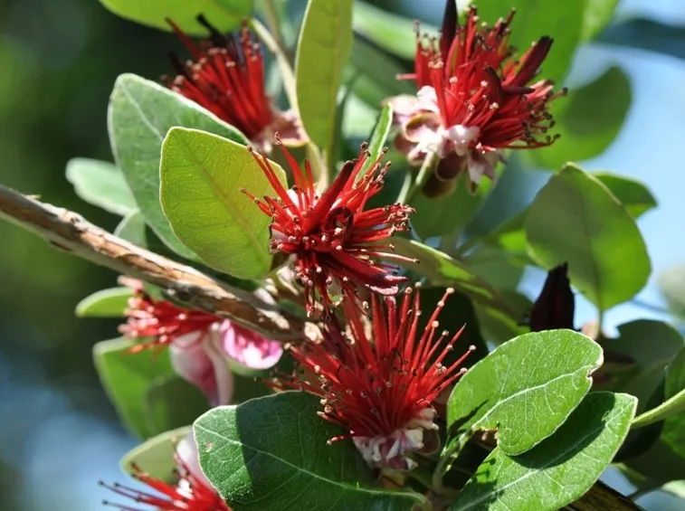 Pianta frutto fiore