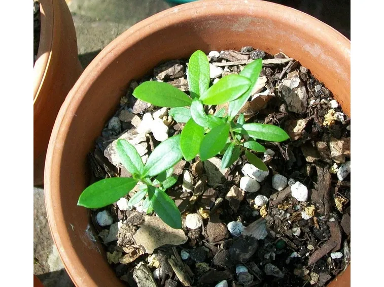 Germogli frutti
