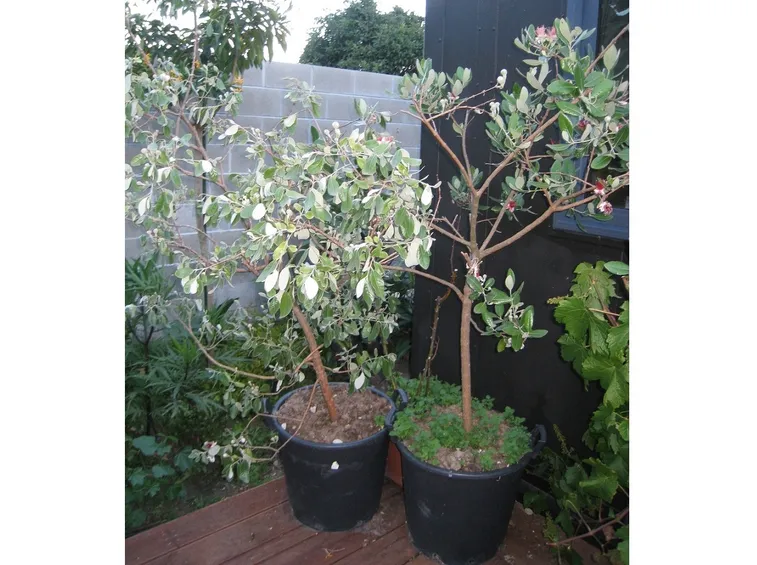 Arbusto feijoa frutto