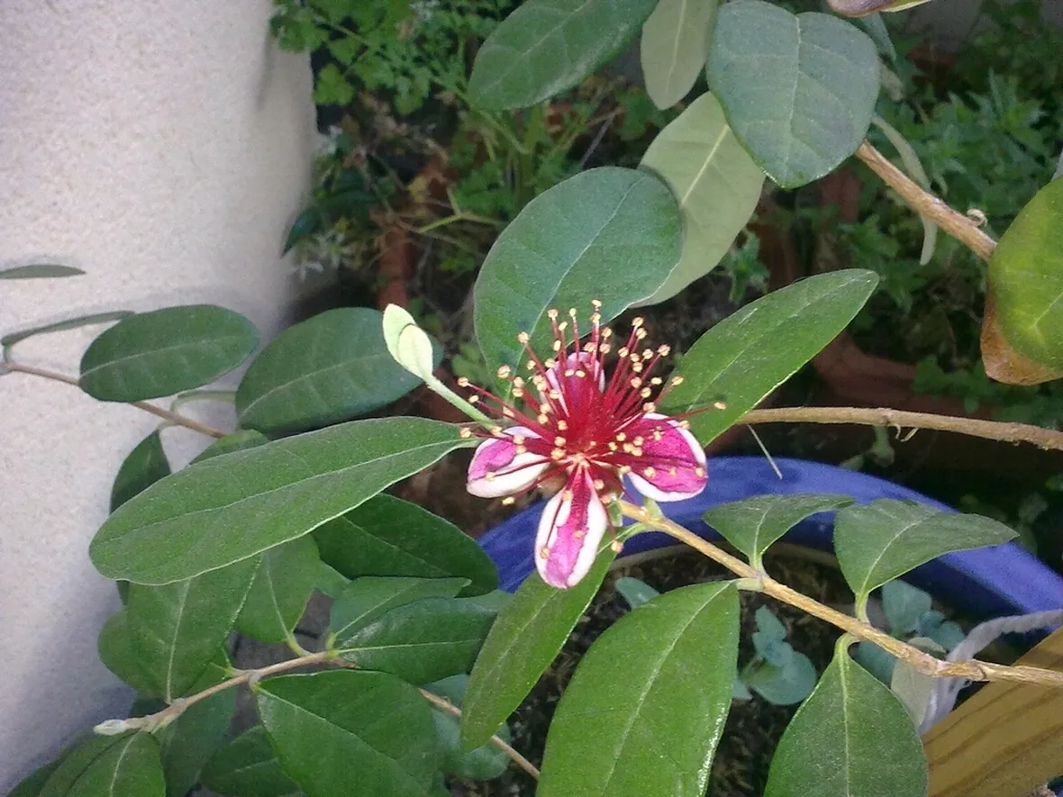 Feijoa fiore