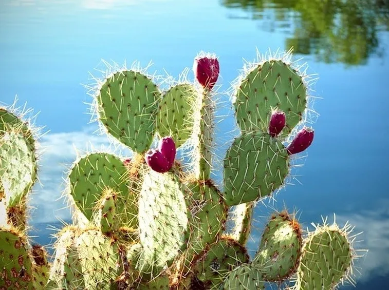fichi d'India su cactus