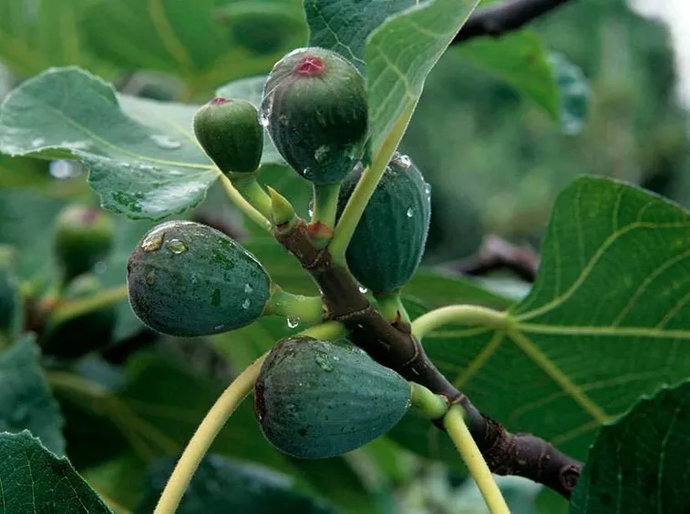 Sviluppo fichi