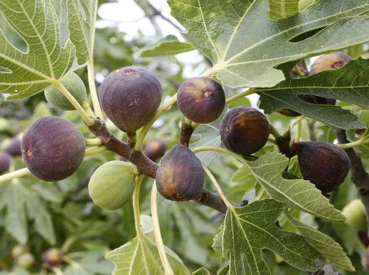 Fichi raccolta