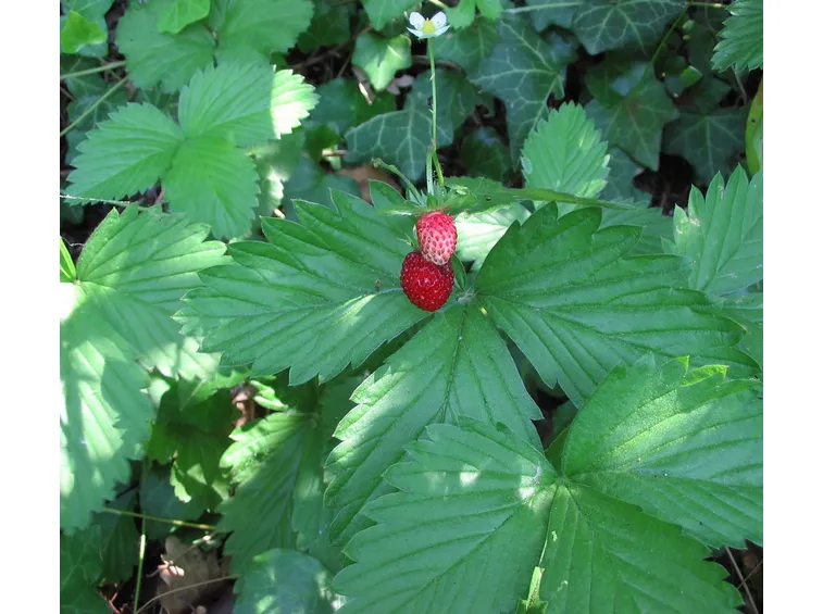 Piante di fragole