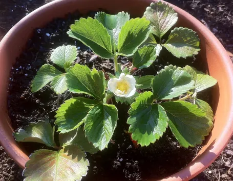 Fragole in vaso