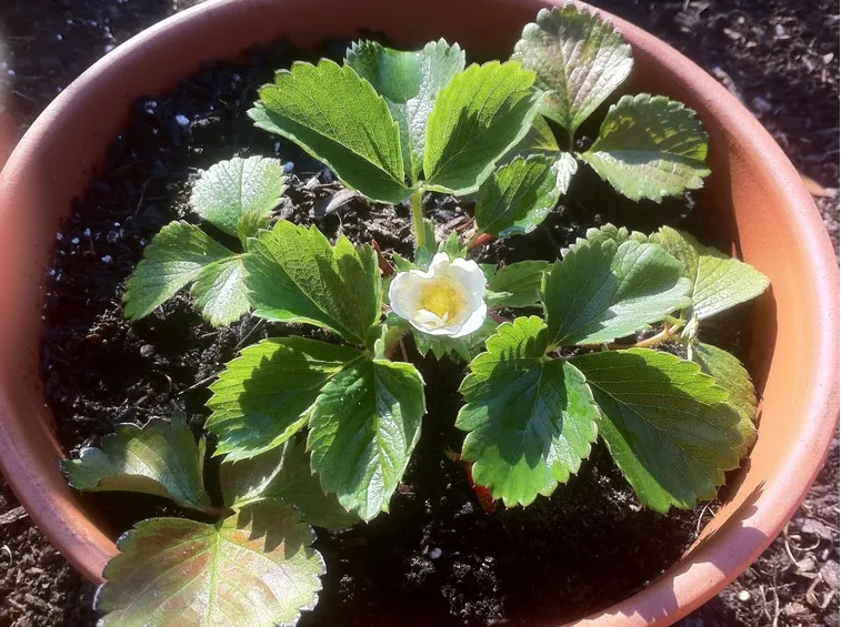 Fragole in vaso
