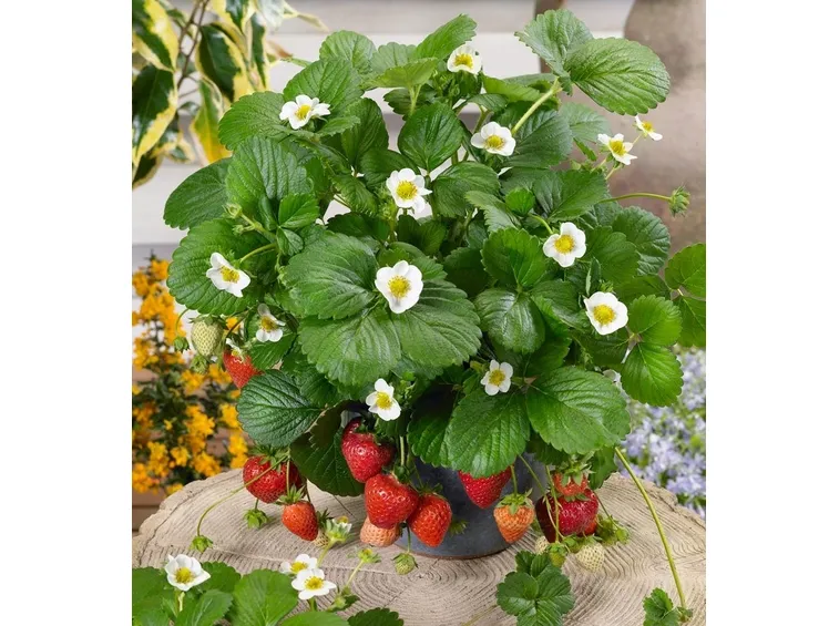 Fragole in fioritura