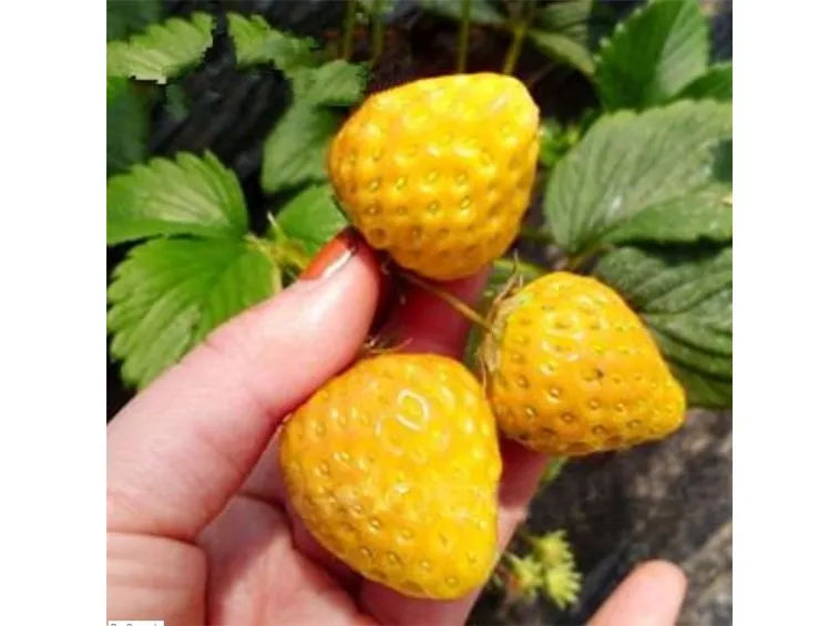 Varietà di fragole