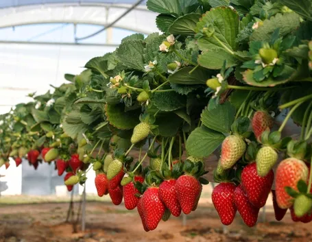 Fragole rampicanti