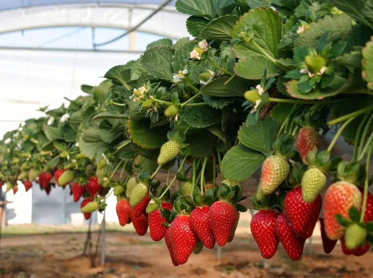 Fragole rampicanti