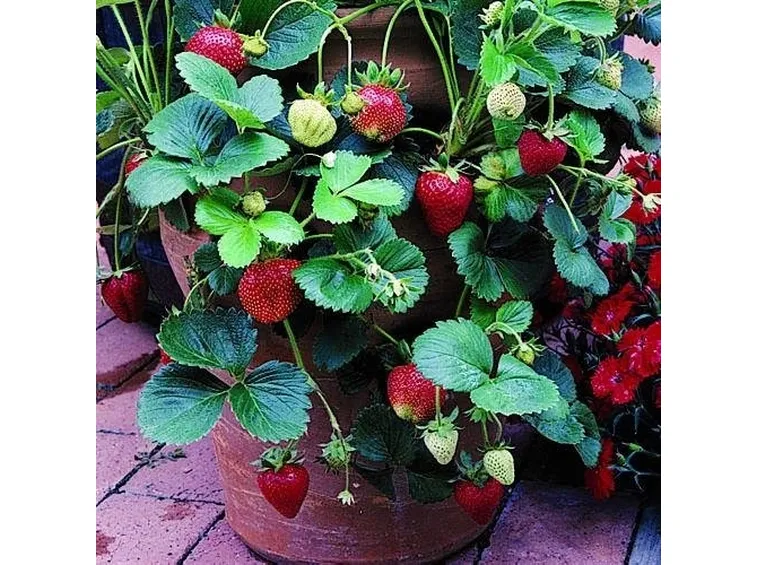Fragole rampicanti 2