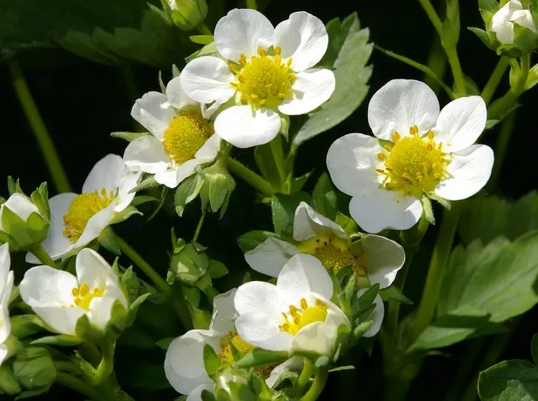 fiori fragole
