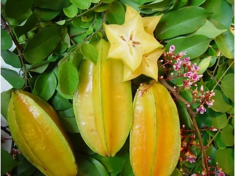 Frutti e fiori di carambola