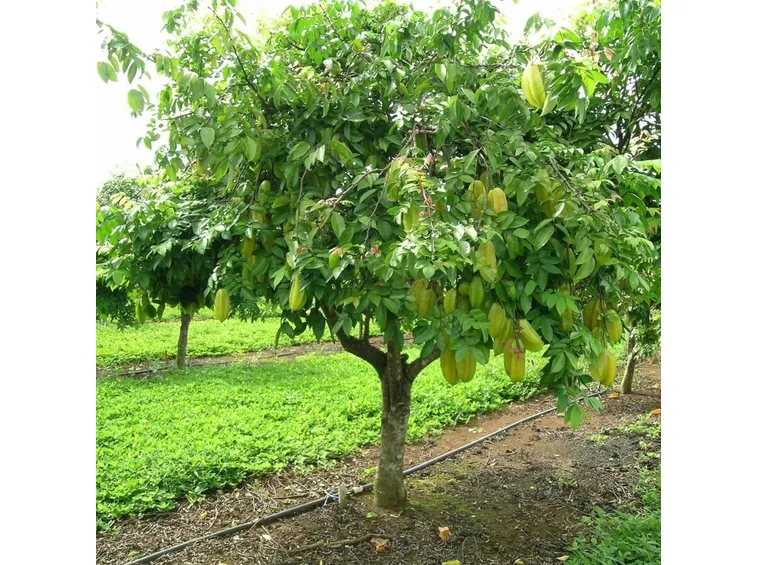Albero di carambola
