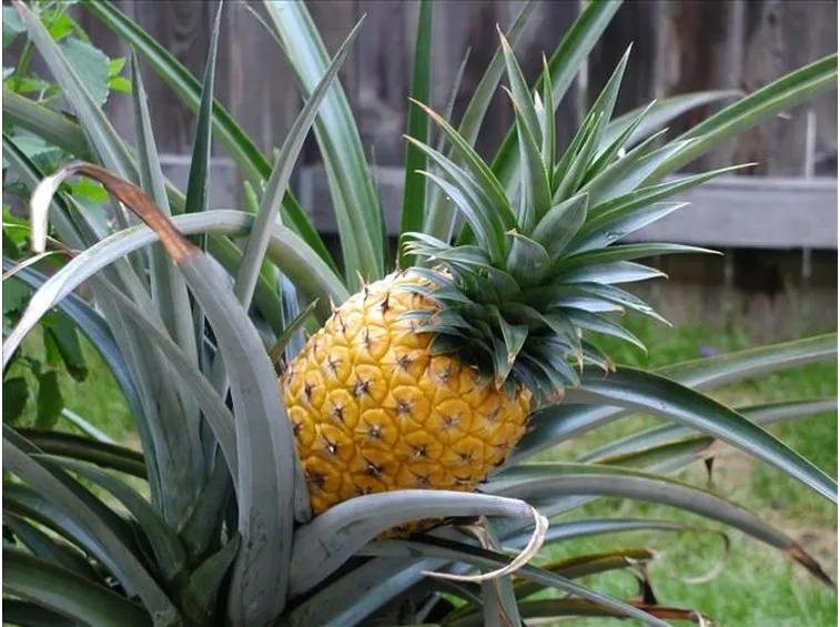 Pianta dell'ananas