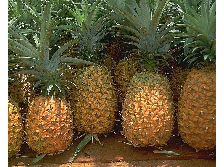 Tanti frutti di ananasso