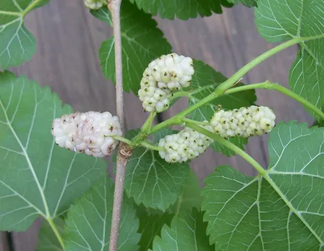 Gelso bianco
