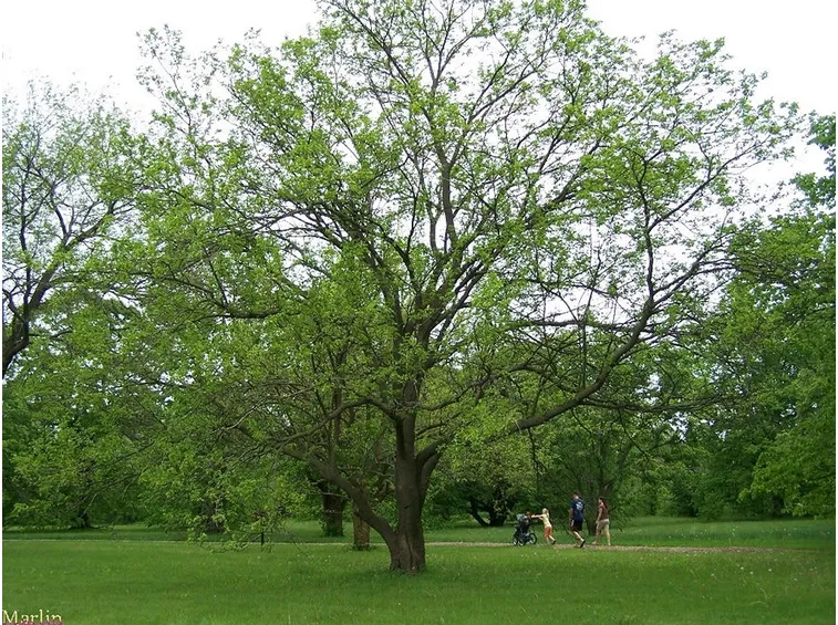 Pianta Gelso