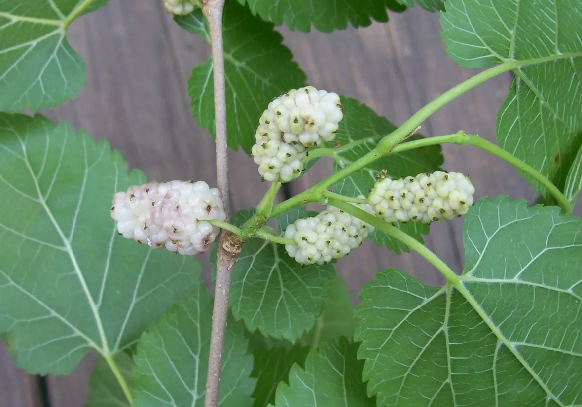 Gelso bianco