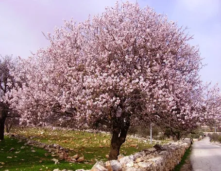 Un mandorlo in fiore