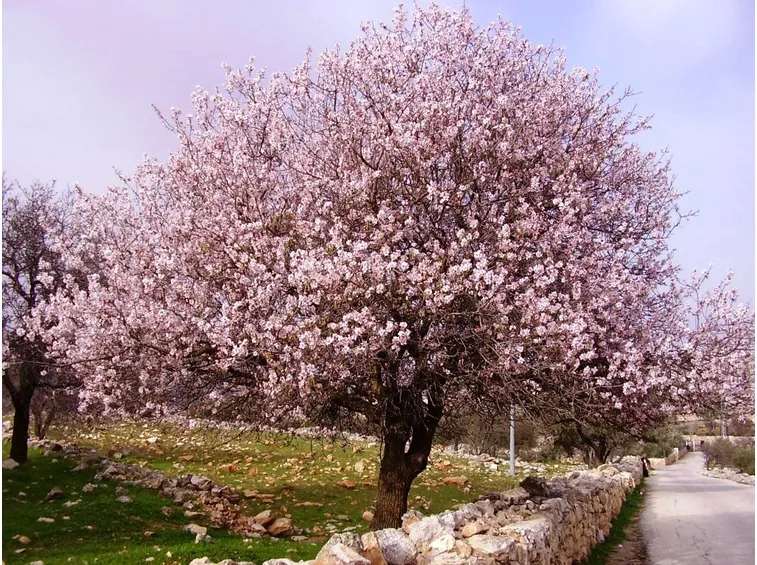 Un mandorlo in fiore