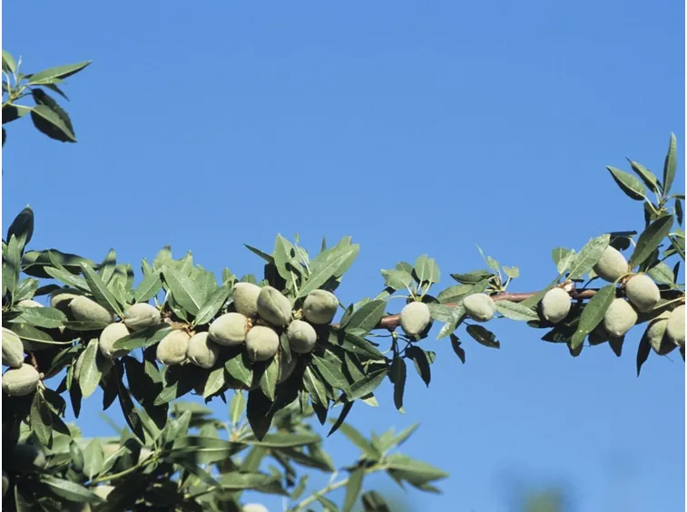 Frutti e fiori del mandorlo