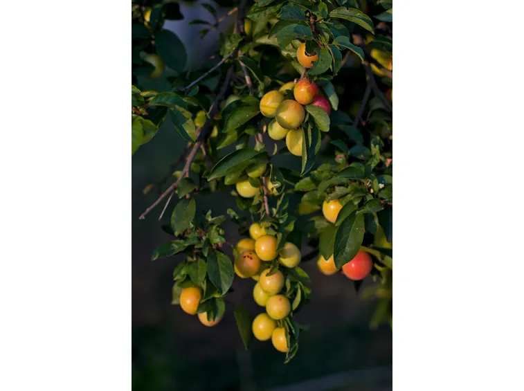 Frutti mirabolano