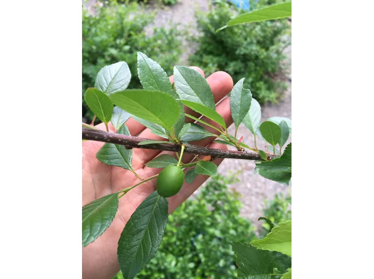 Prunus Cerasifera