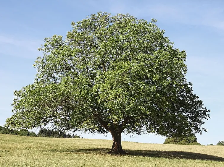 Albero noce