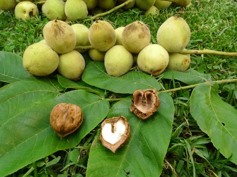 Raccolta gherigli