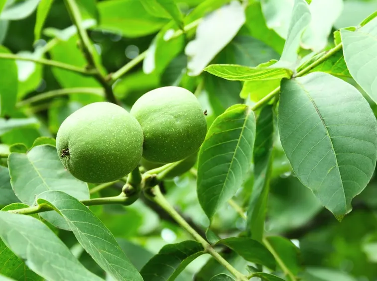 Albero noce