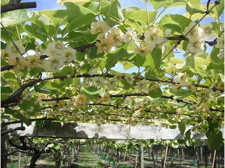 Fioritura del kiwi