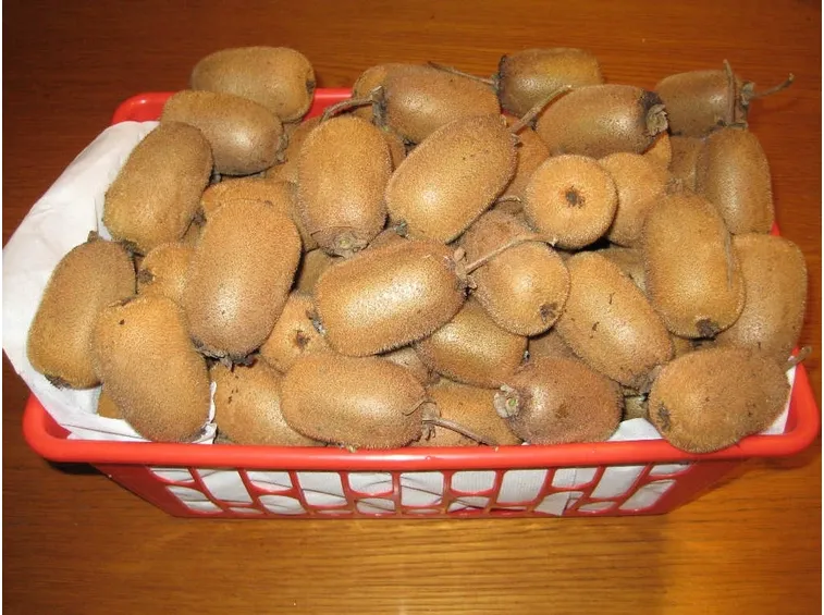 Kiwi appena raccolti