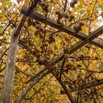 Il momento giusto per la raccolta: tra ottobre e novembre