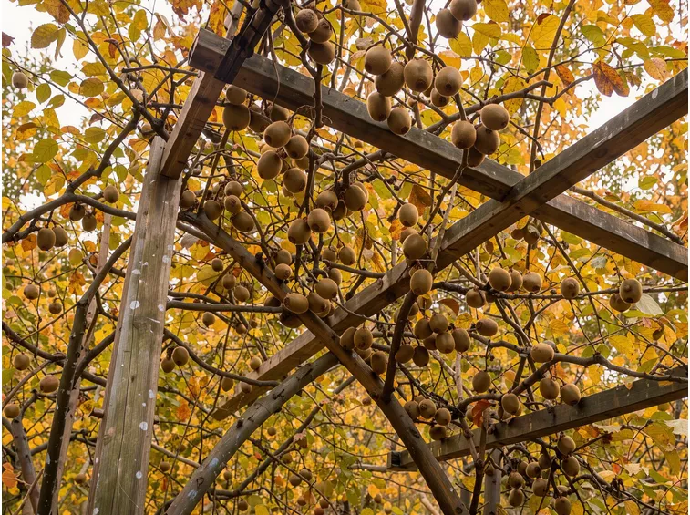 Il momento giusto per la raccolta: tra ottobre e novembre