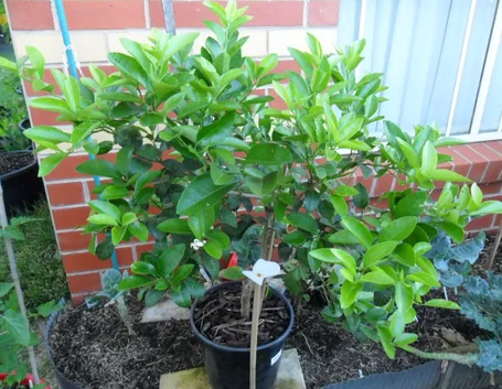 Albero lime