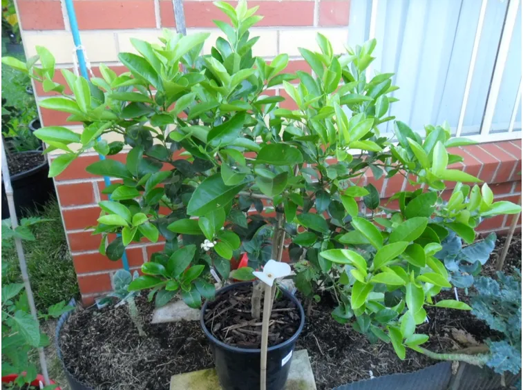 Albero lime