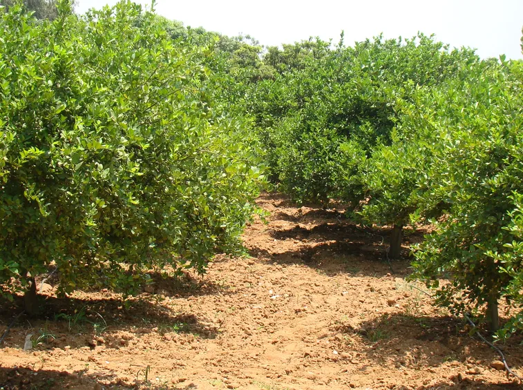 Alberi fiore