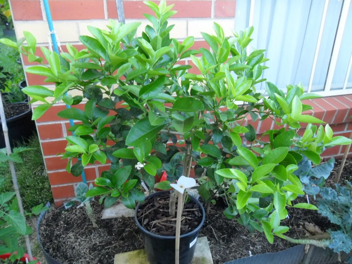 Albero lime