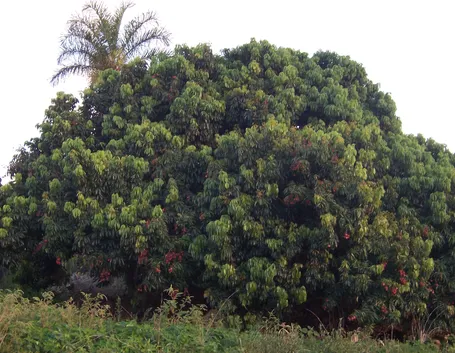 Un albero di Litchi