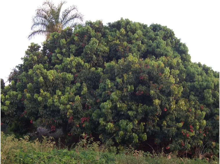 Un albero di Litchi