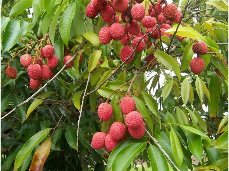 Litchi maturi sull'albero