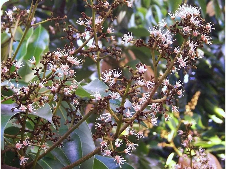 Fiori di Litchi chinensis