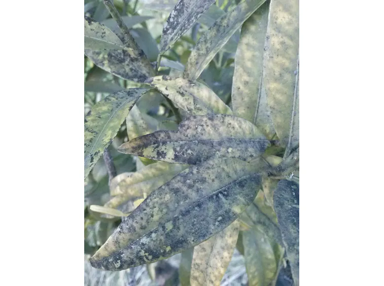 Agrumi colpiti da fumaggine