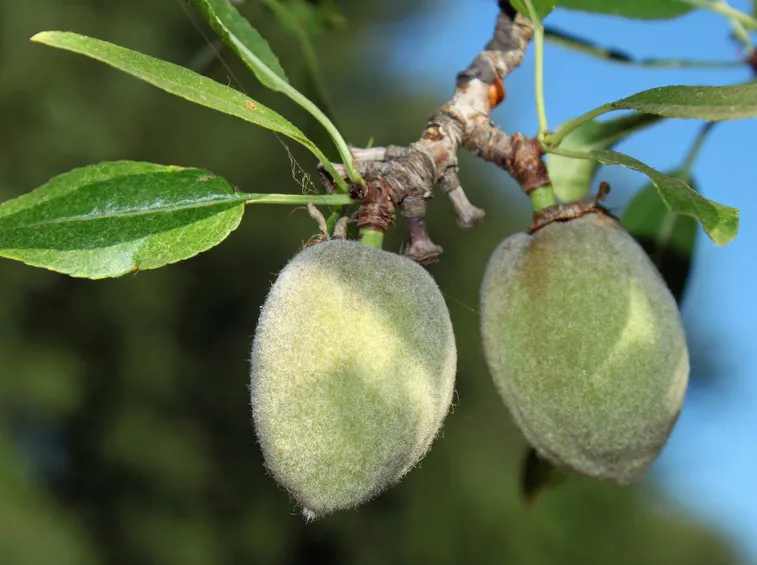 mandorlo frutto