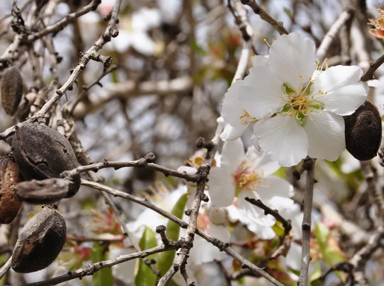 fiore e frutto mandorlo