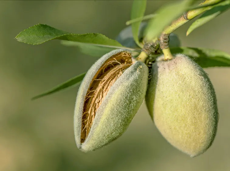 mandorlo